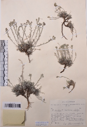  (Eritrichium tuvinense - CCDB-26253-G02)  @11 [ ] CreativeCommons - Attribution Non-Commercial Share-Alike (2016) Evgeny Zibzeev Central Ciberian Botanical Garden