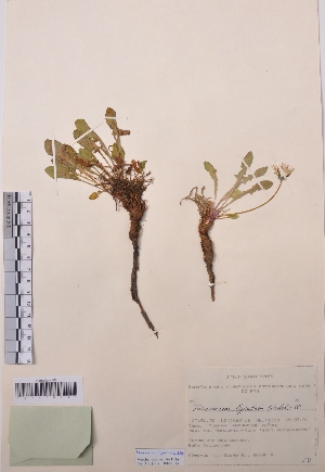  (Taraxacum lyratum - CCDB-26253-H01)  @11 [ ] CreativeCommons - Attribution Non-Commercial Share-Alike (2016) Evgeny Zibzeev Central Ciberian Botanical Garden