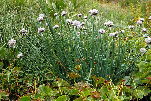  (Allium ledebourianum - CCDB-26258-A04)  @11 [ ] CreativeCommons - Attribution Non-Commercial Share-Alike (2016) Evgeny Zibzeev Central Ciberian Botanical Garden
