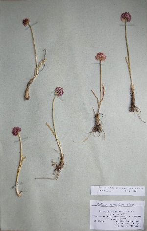  (Allium pumilum - CCDB-26258-A08)  @11 [ ] CreativeCommons - Attribution Non-Commercial Share-Alike (2016) Evgeny Zibzeev Central Ciberian Botanical Garden
