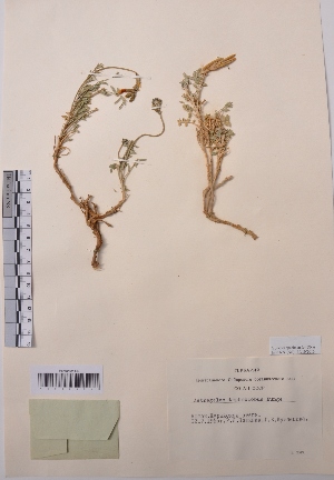  (Astragalus tephrolobus - CCDB-26258-B01)  @11 [ ] CreativeCommons - Attribution Non-Commercial Share-Alike (2016) Evgeny Zibzeev Central Ciberian Botanical Garden