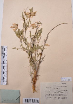  (Astragalus veresczaginii - CCDB-26258-C01)  @11 [ ] CreativeCommons - Attribution Non-Commercial Share-Alike (2016) Evgeny Zibzeev Central Ciberian Botanical Garden