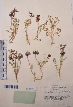  (Astragalus pseudoaustralis - CCDB-26258-E01)  @11 [ ] CreativeCommons - Attribution Non-Commercial Share-Alike (2016) Evgeny Zibzeev Central Ciberian Botanical Garden