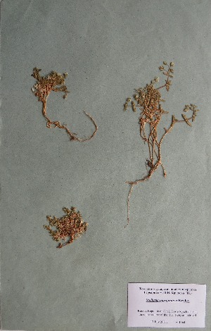  (Stellaria martjanovii - CCDB-26258-E07)  @11 [ ] CreativeCommons - Attribution Non-Commercial Share-Alike (2016) Evgeny Zibzeev Central Ciberian Botanical Garden