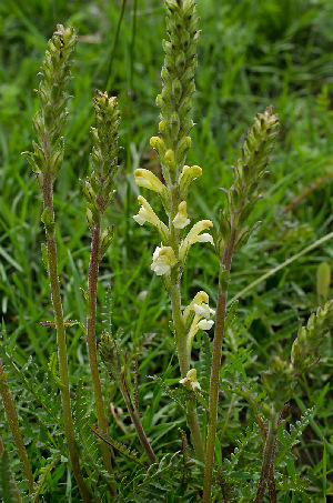  (Pedicularis altaica - CCDB-26258-F09)  @11 [ ] CreativeCommons - Attribution Non-Commercial Share-Alike (2016) Evgeny Zibzeev Central Ciberian Botanical Garden