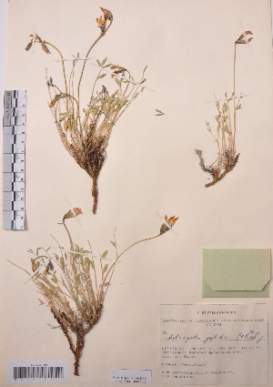  (Astragalus palibinii - CCDB-26258-G01)  @11 [ ] CreativeCommons - Attribution Non-Commercial Share-Alike (2016) Evgeny Zibzeev Central Ciberian Botanical Garden