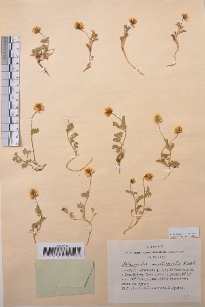  (Astragalus multicaulis - CCDB-26258-H02)  @11 [ ] CreativeCommons - Attribution Non-Commercial Share-Alike (2016) Evgeny Zibzeev Central Ciberian Botanical Garden