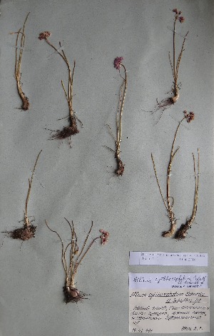  (Allium tyttocephalum - CCDB-26258-H09)  @11 [ ] CreativeCommons - Attribution Non-Commercial Share-Alike (2016) Evgeny Zibzeev Central Ciberian Botanical Garden
