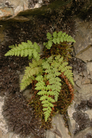  ( - CCDB-26258-H12)  @11 [ ] CreativeCommons - Attribution Non-Commercial Share-Alike (2016) Evgeny Zibzeev Central Ciberian Botanical Garden