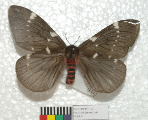  (Paradirphia oblita latipunctata - MHNC-ELH-BAR 0078)  @11 [ ] CreativeCommons - Attribution Non-Commercial (2012) Arturo Munos Saravia Museo de Historia Natural Alcide d'Orbigny