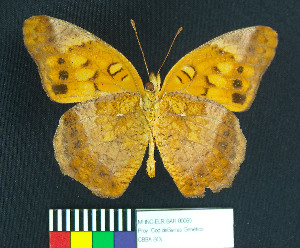 (Euptoieta hegesia meridiania - MHNC-ELR-BAR 00065)  @11 [ ] CreativeCommons - Attribution Non-Commercial (2012) Museo de Historia Natural Alcide d'Orbigny Museo de Historia Natural Alcide d'Orbigny