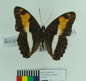  (Adelpha capuccinus capuccinus - MHNC-ELR-BAR 0151)  @11 [ ] CreativeCommons - Attribution Non-Commercial (2013) Arturo Munos Saravia Museo de Historia Natural Alcide d'Orbigny