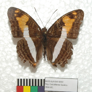  (Adelpha malea - MHNC-ELR-BAR 0161)  @11 [ ] CreativeCommons - Attribution Non-Commercial (2013) Arturo Munos Saravia Museo de Historia Natural Alcide d'Orbigny