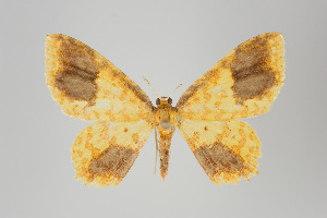  ( - GeoCR 26375)  @13 [ ] Copyright (2013) Gunnar Brehm Institut fuer Spezielle Zoologie und Evolutionsbiologie, Friedrich-Schiller Universität Jena