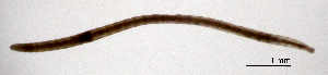  ( - RS2113)  @11 [ ] by-nc-sa (2024) R.M.Schmelz n/a