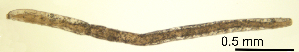  (Marionina mendax - RS2212)  @11 [ ] by-nc-sa (2024) R.M.Schmelz n/a