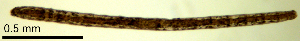  ( - RS2213)  @11 [ ] by-nc-sa (2024) R.M.Schmelz n/a