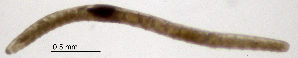  (Marionina clavata - RS2242)  @11 [ ] by-nc-sa (2024) R.M.Schmelz n/a