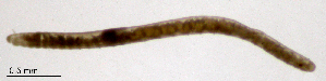  ( - RS2243)  @11 [ ] by-nc-sa (2024) R.M.Schmelz n/a