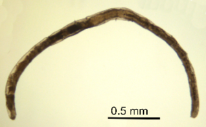  (Marionina filiformis - RS2244)  @11 [ ] by-nc-sa (2024) R.M.Schmelz n/a