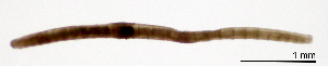  ( - RS2261)  @11 [ ] by-nc-sa (2024) R.M.Schmelz n/a