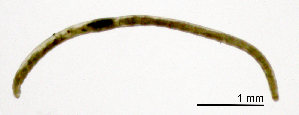  (Marionina vesiculata - RS2262)  @11 [ ] by-nc-sa (2024) R.M.Schmelz n/a