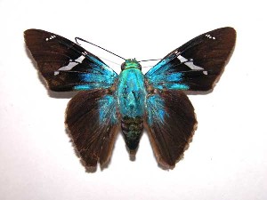  ( - 99-SRNP-13677)  @14 [ ] CreativeCommons - Attribution Non-Commercial Share-Alike (2003) Daniel H. Janzen Guanacaste Dry Forest Conservation Fund