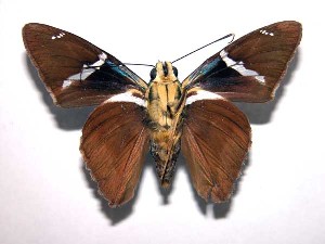  ( - 99-SRNP-13677)  @14 [ ] CreativeCommons - Attribution Non-Commercial Share-Alike (2003) Daniel H. Janzen Guanacaste Dry Forest Conservation Fund