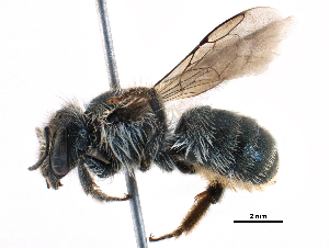  ( - 06712G01-RUS)  @13 [ ] CreativeCommons - Attribution (2016) CBG Photography Group Centre for Biodiversity Genomics