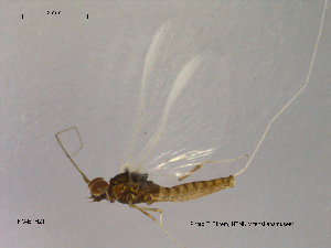  (Acentrella lapponica - NO-EPH21)  @13 [ ] CreativeCommons - Attribution Non-Commercial Share-Alike (2011) NTNU Museum of Natural History and Archaeology NTNU Museum of Natural History and Archaeology