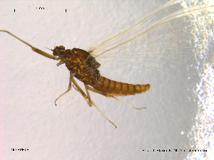  ( - NO-EPH25)  @11 [ ] CreativeCommons - Attribution Non-Commercial Share-Alike (2011) NTNU Museum of Natural History and Archaeology NTNU Museum of Natural History and Archaeology