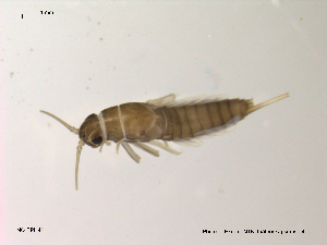  ( - NO-EPH42)  @11 [ ] CreativeCommons - Attribution Non-Commercial Share-Alike (2011) NTNU Museum of Natural History and Archaeology NTNU Museum of Natural History and Archaeology