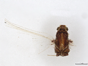  ( - 09NBMAY-0414)  @11 [ ] CreativeCommons - Attribution (2021) CBG Photography Group Centre for Biodiversity Genomics