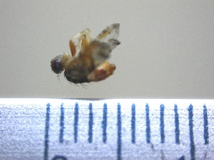  ( - EPMF101)  @12 [ ] Copyright (2012) Unspecified ECOSUR