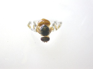  ( - EPMF101)  @12 [ ] Copyright (2012) Unspecified ECOSUR