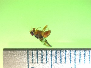  ( - EPMF107)  @12 [ ] Copyright (2012) Unspecified ECOSUR