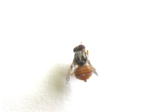  ( - EPMF111)  @12 [ ] Copyright (2012) Unspecified ECOSUR