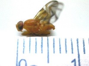  ( - EPMF112)  @12 [ ] Copyright (2012) Unspecified ECOSUR