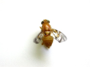  ( - EPMF112)  @12 [ ] Copyright (2012) Unspecified ECOSUR