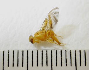  ( - EPMF116)  @12 [ ] Copyright (2012) Unspecified ECOSUR