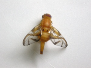  ( - EPMF116)  @12 [ ] Copyright (2012) Unspecified ECOSUR