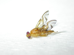  ( - EPMF116)  @12 [ ] Copyright (2012) Unspecified ECOSUR