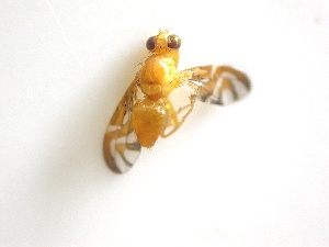  (Anastrepha spatulata - EPMF128)  @12 [ ] Copyright (2012) Unspecified ECOSUR