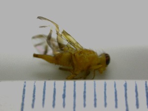  ( - EPMF160)  @12 [ ] Copyright (2012) Unspecified ECOSUR