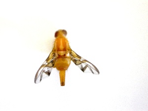  ( - EPMF160)  @12 [ ] Copyright (2012) Unspecified ECOSUR