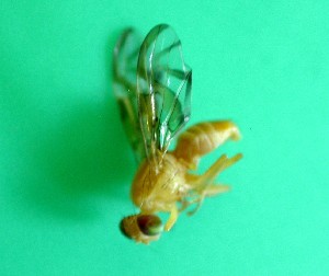  ( - Sample-EPMF01)  @12 [ ] Unspecified (default): All Rights Reserved  A. Oropeza Unspecified