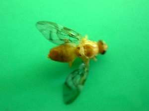  ( - Sample-EPMF05)  @12 [ ] Unspecified (default): All Rights Reserved  A. Oropeza Unspecified