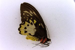  (Ornithoptera priamus poseidon - USNM ENT 00719360)  @12 [ ] Unspecified (default): All Rights Reserved  Unspecified Unspecified