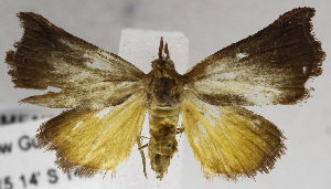  (LepidopteraGEN sp. ADF6901 - USNM ENT 01175820)  @13 [ ] Unspecified (default): All Rights Reserved  Unspecified Unspecified