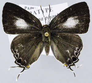  (Hypolycaena phorbas purpura - USNM ENT 01374237)  @11 [ ] Unspecified (default): All Rights Reserved  Unspecified Unspecified